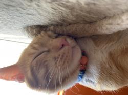 User Profile: OrangeCat145
