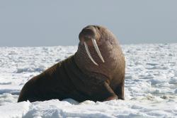 User Profile: imthewalrus