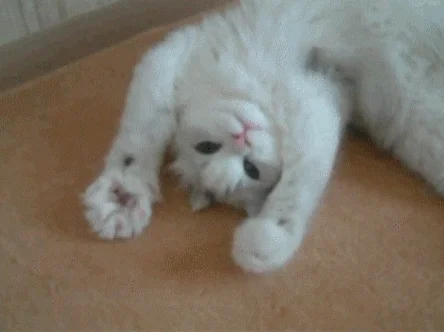 User Profile: meowRedWine