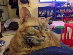 User Profile: MotherofCats1955