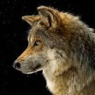 User Profile: knockoffWolf