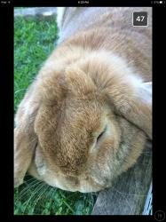 User Profile: sadlittlepotato