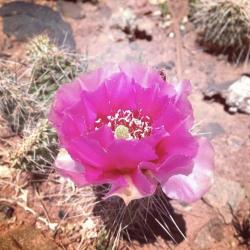 User Profile: Desertelle