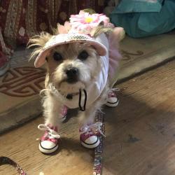 User Profile: loyalFig9270