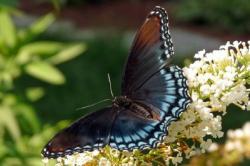User Profile: ButterflySpirit