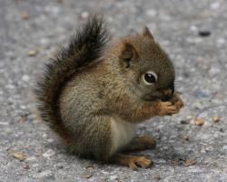User Profile: LittleSquirrel