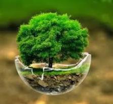 User Profile: EchoGarden