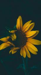 User Profile: littlesunflower1