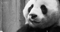 User Profile: imaqtpie