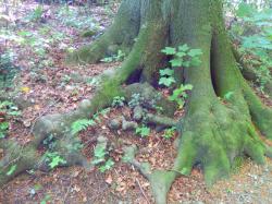 User Profile: aquaBeechwood8246
