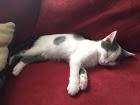 User Profile: Iluvanimals