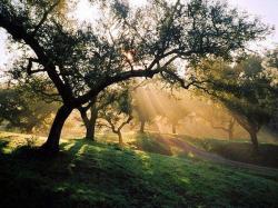 User Profile: yellowAcres2128