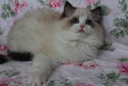 User Profile: peachTiger737