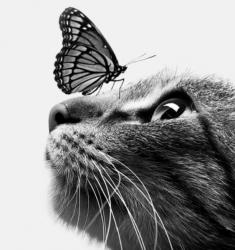 User Profile: ButterfleeDreamers