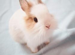User Profile: kindbunny100