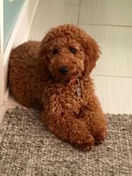 User Profile: honestDog7170