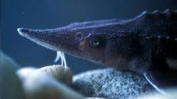 User Profile: herringNsturgeon