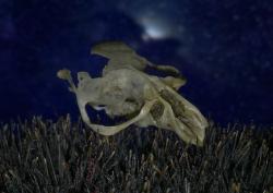 User Profile: ash67364