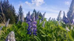 User Profile: midnightGardener