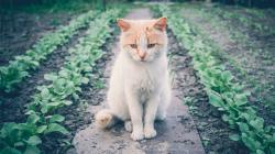 User Profile: LostCat1997