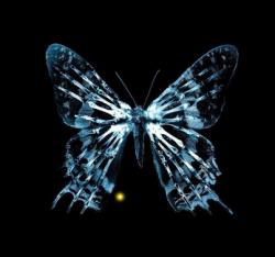 User Profile: ButterfleeKid