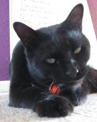 User Profile: BllackCatLuna