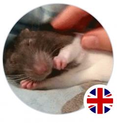 User Profile: SamuellFrancis