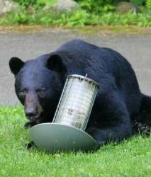 User Profile: MamaBear27