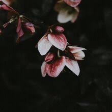 User Profile: easyCherry4877