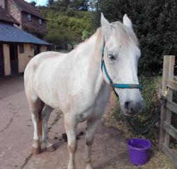 User Profile: AprilLovesHorses