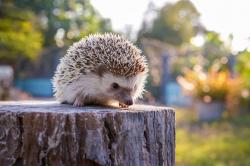 User Profile: compassionatePine7335