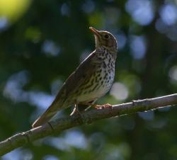 User Profile: WoodThrush