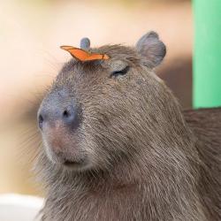 User Profile: Capybaras