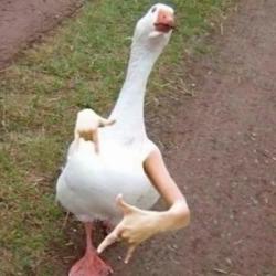 User Profile: ShyCapricorn2000