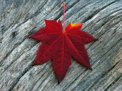 User Profile: RedVineMaple