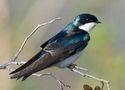 User Profile: TheInjuredSwallow