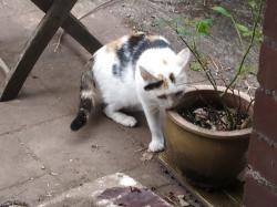 User Profile: BeckyLovesCats