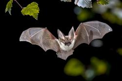 User Profile: Listeningbat431