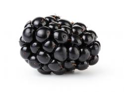 User Profile: friendlyBlackberry