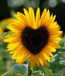 User Profile: DayDreamer116