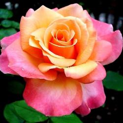 User Profile: witchrose