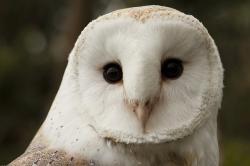 User Profile: BlueHappyMoon