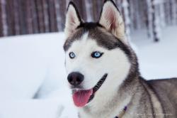 User Profile: Huski