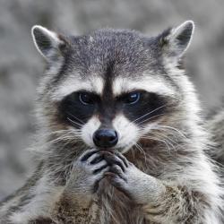 User Profile: DancingRaccoon