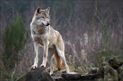 User Profile: AlphaWolf13