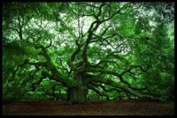 User Profile: AngelOak7