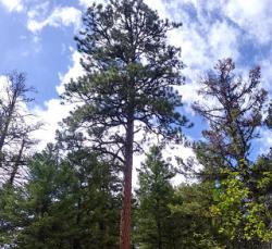 User Profile: Ponderosa5