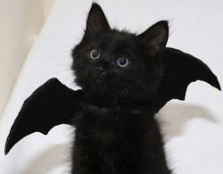 User Profile: sadsuccubus