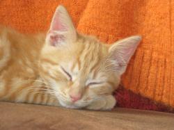 User Profile: Alwaysasleep