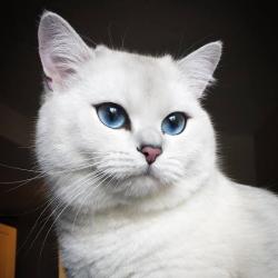 User Profile: curiouscat123
